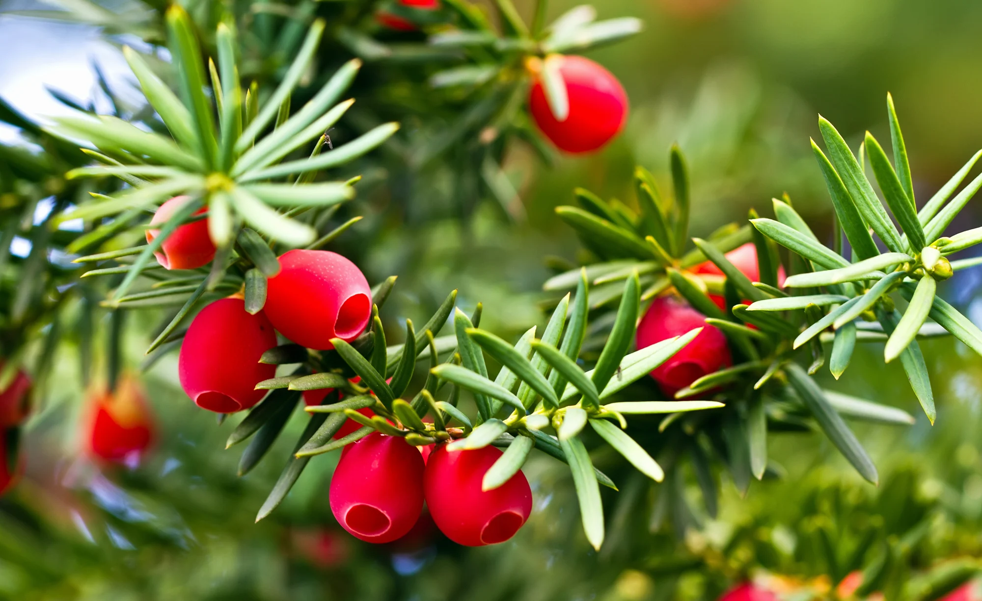 Deutschland Gruen Flair Verkaufs-Shop -Deutschland Gruen Flair Verkaufs-Shop Thuy tung