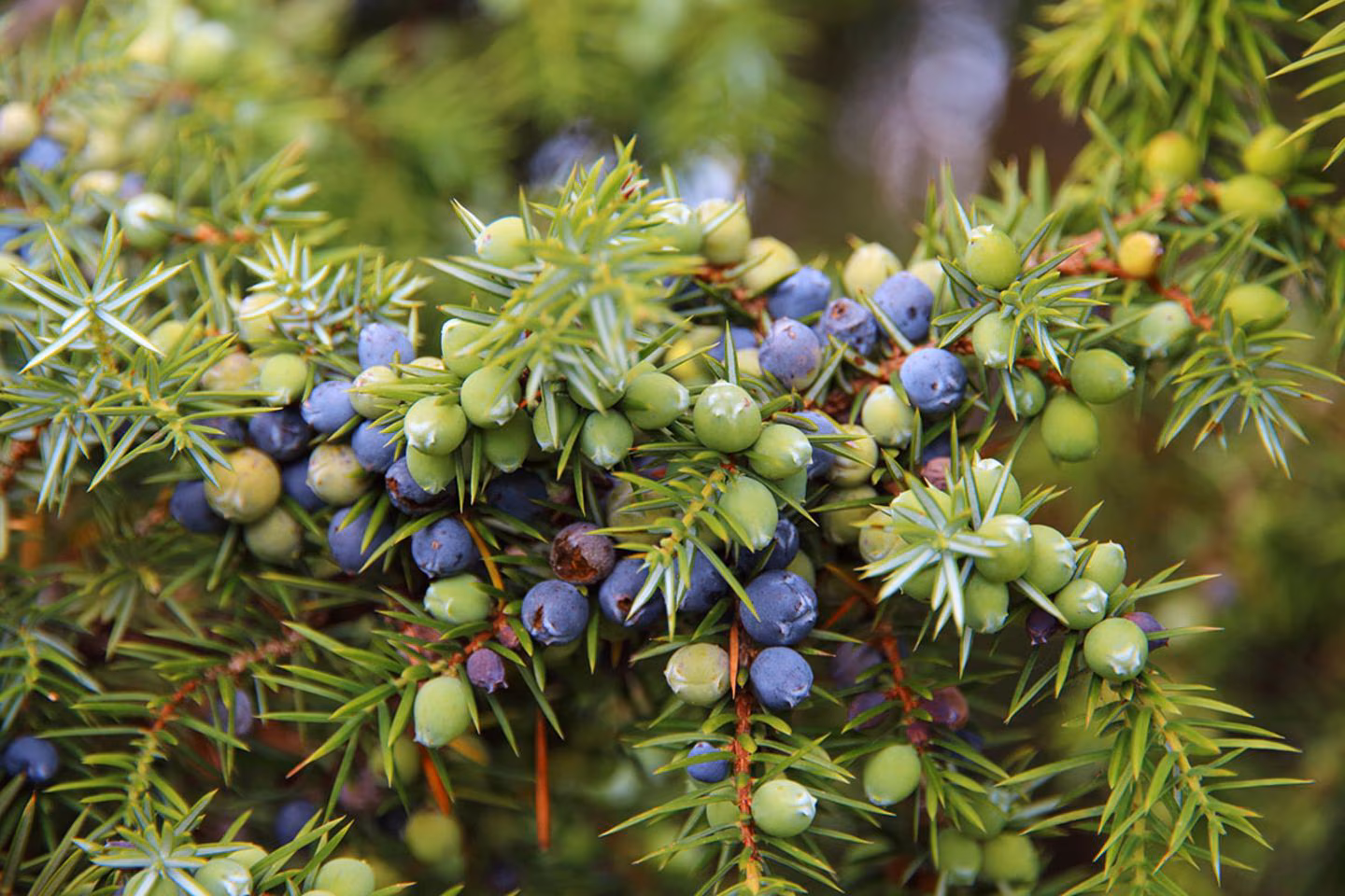 Deutschland Gruen Flair Verkaufs-Shop -Deutschland Gruen Flair Verkaufs-Shop bach